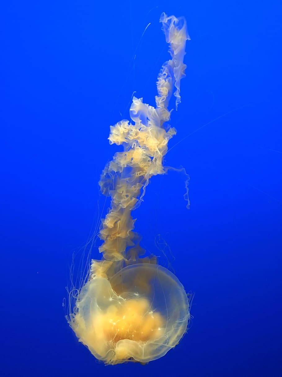 flare smoke, sea life, animal, invertebrate, jellyfish, 881 cannery row HD wallpaper