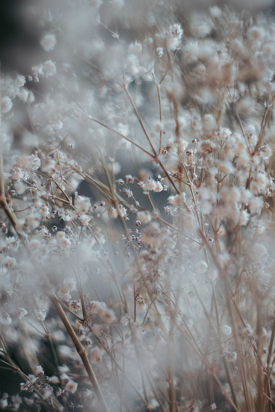 white cluster flower, plant, growth, selective focus, nature HD wallpaper