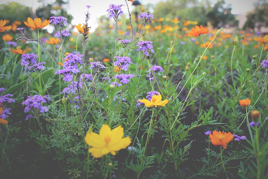 flowering plant, freshness, growth, fragility, vulnerability HD wallpaper