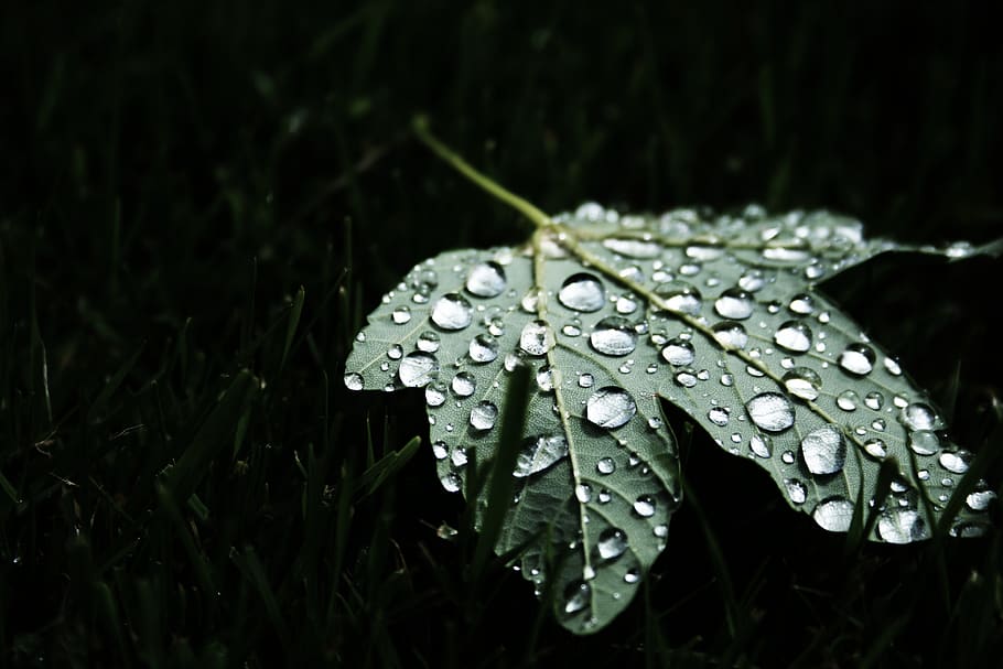 green, leaf, dew, nature, plant, drop, water, wet, plant part HD wallpaper