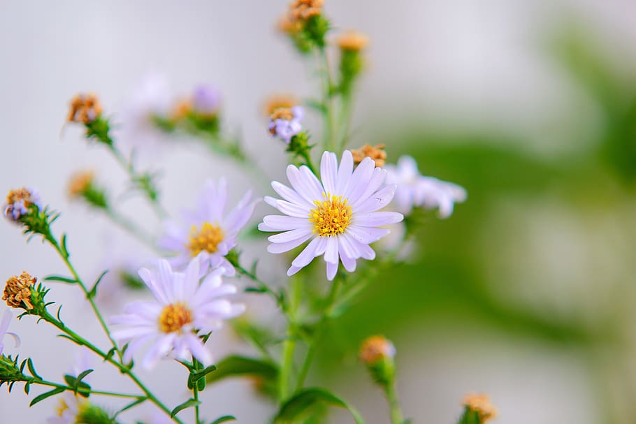 Selective Focus Photography of White Aster Flowers, bloom, blooming HD wallpaper