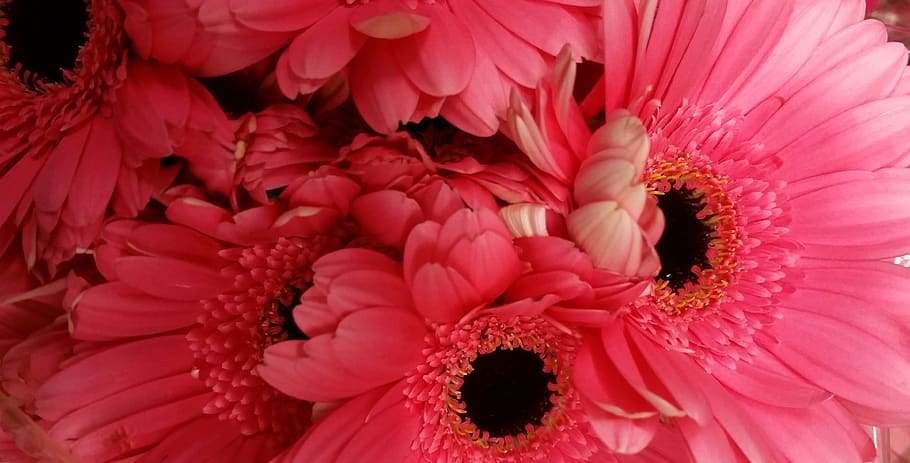 flower, flowering plant, petal, freshness, beauty in nature HD wallpaper