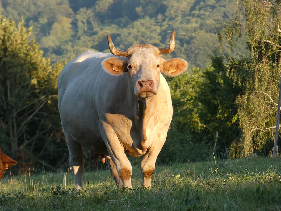 cow, meadow, cattle, beef, limouges, herkauwer, horns, animal themes HD wallpaper