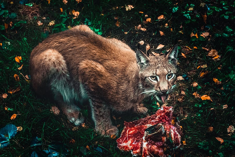 feline eating meat, plant, leaf, animal, mammal, bear, wildlife HD wallpaper