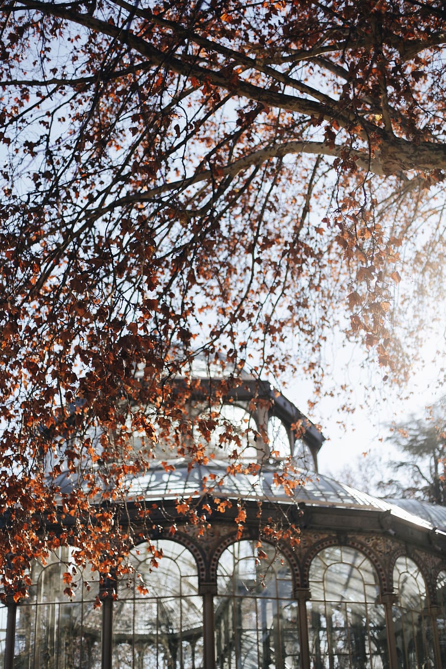 Brown Leafed Tree, branches, plant, low angle view, architecture HD wallpaper