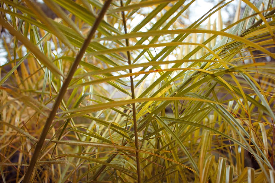 forest, nature, explore, plant, growth, green color, close-up HD wallpaper
