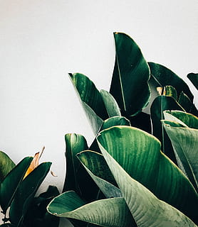 green leafed plants, thailand, potted plant, flora, jar, pottery HD wallpaper