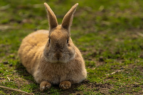 animal, hare, rabbit, easter, cute, animal world, mammal, ears HD wallpaper