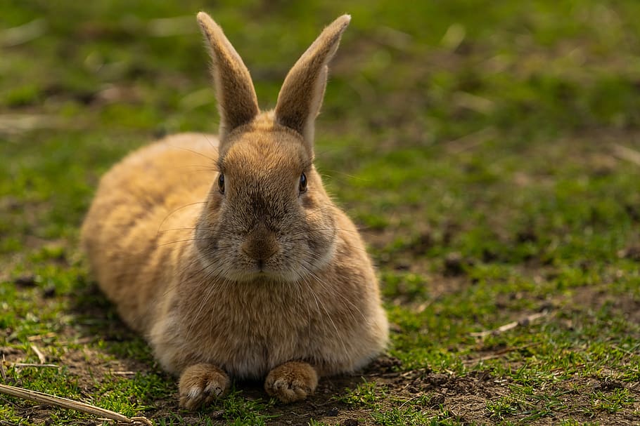 animal, hare, rabbit, easter, cute, animal world, mammal, ears HD wallpaper