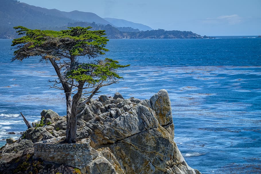 cypress, carmel, seashore, water, scenics - nature, rock, beauty in nature HD wallpaper
