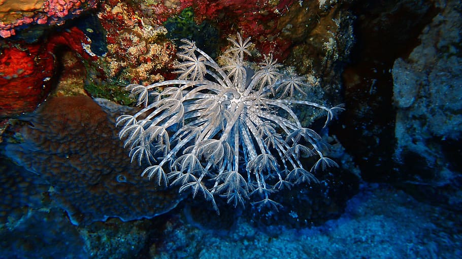 underwater, coral, ocean, fish, reef, sea, sea life, animals in the wild HD wallpaper