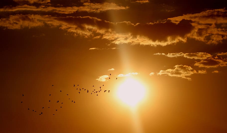 Flock of Birds Flying Under Sun and Clouds, bright, dawn, dramatic HD wallpaper