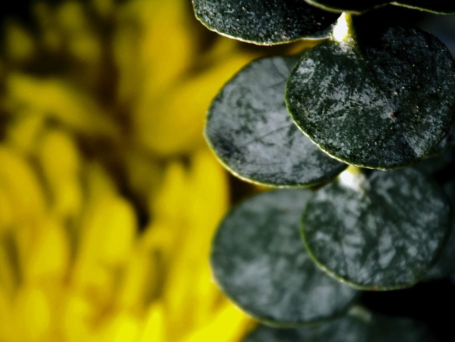 food and drink, freshness, close-up, no people, healthy eating HD wallpaper