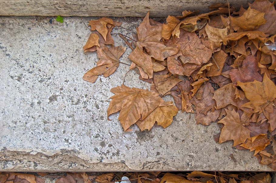 autumn leaves, marble steps, change, leaf, plant part, dry HD wallpaper