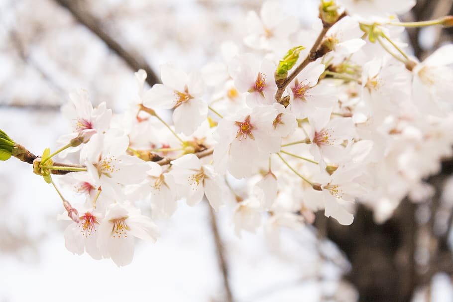 cherry blossom, spring, flower, fresh, cute, flowers, wood, HD wallpaper