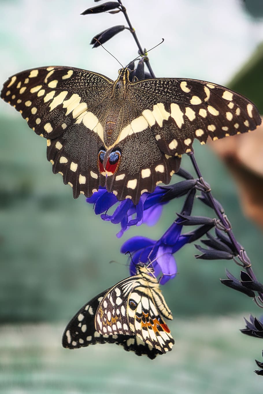 butterfly, close up, insect, animal, summer, flight insect HD wallpaper