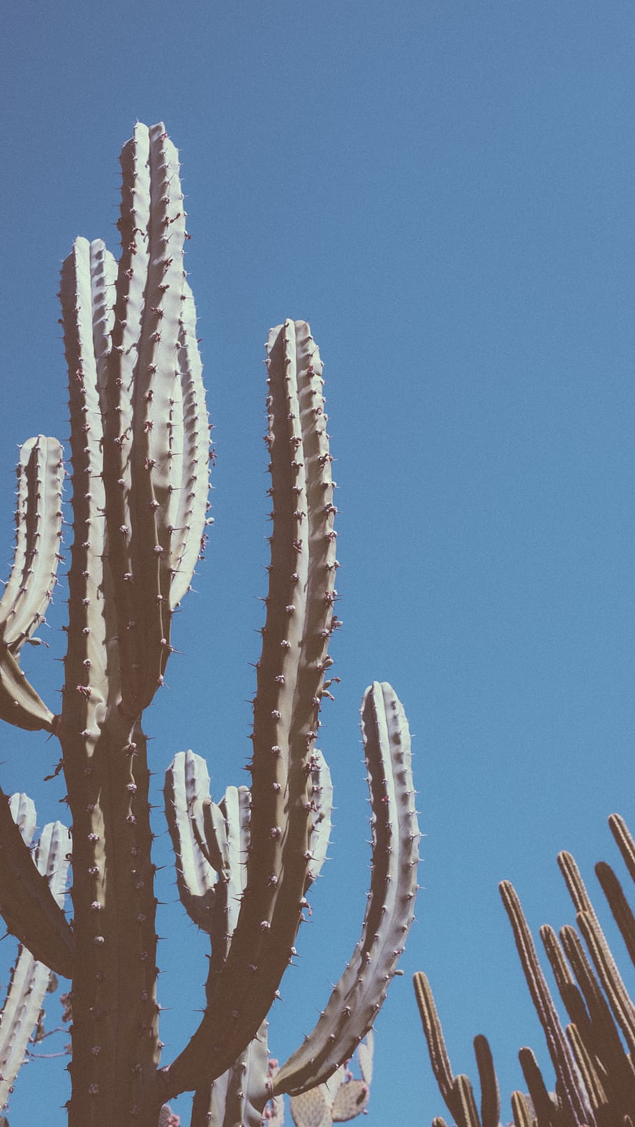 cactus, sun, desert, nature, trees, california, sky, low angle view HD wallpaper