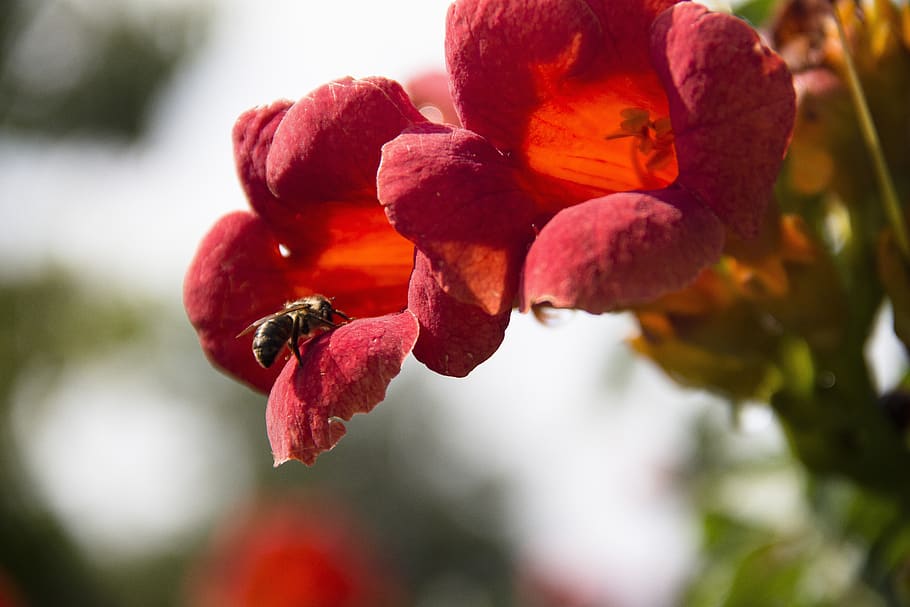 bee, flowers, insect, bloom, garden, macro, summer, nature HD wallpaper