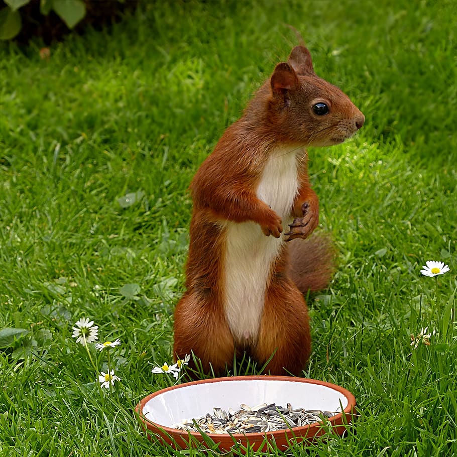 Brown and White Squirrel on Green Grass, animal, cute, wildlife HD wallpaper