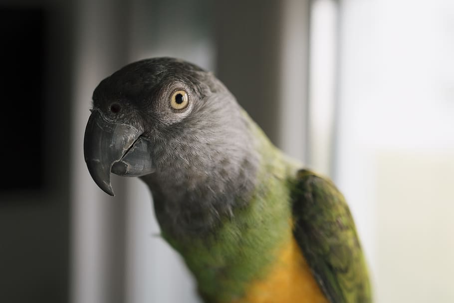green and gray parrot, animal themes, one animal, vertebrate HD wallpaper