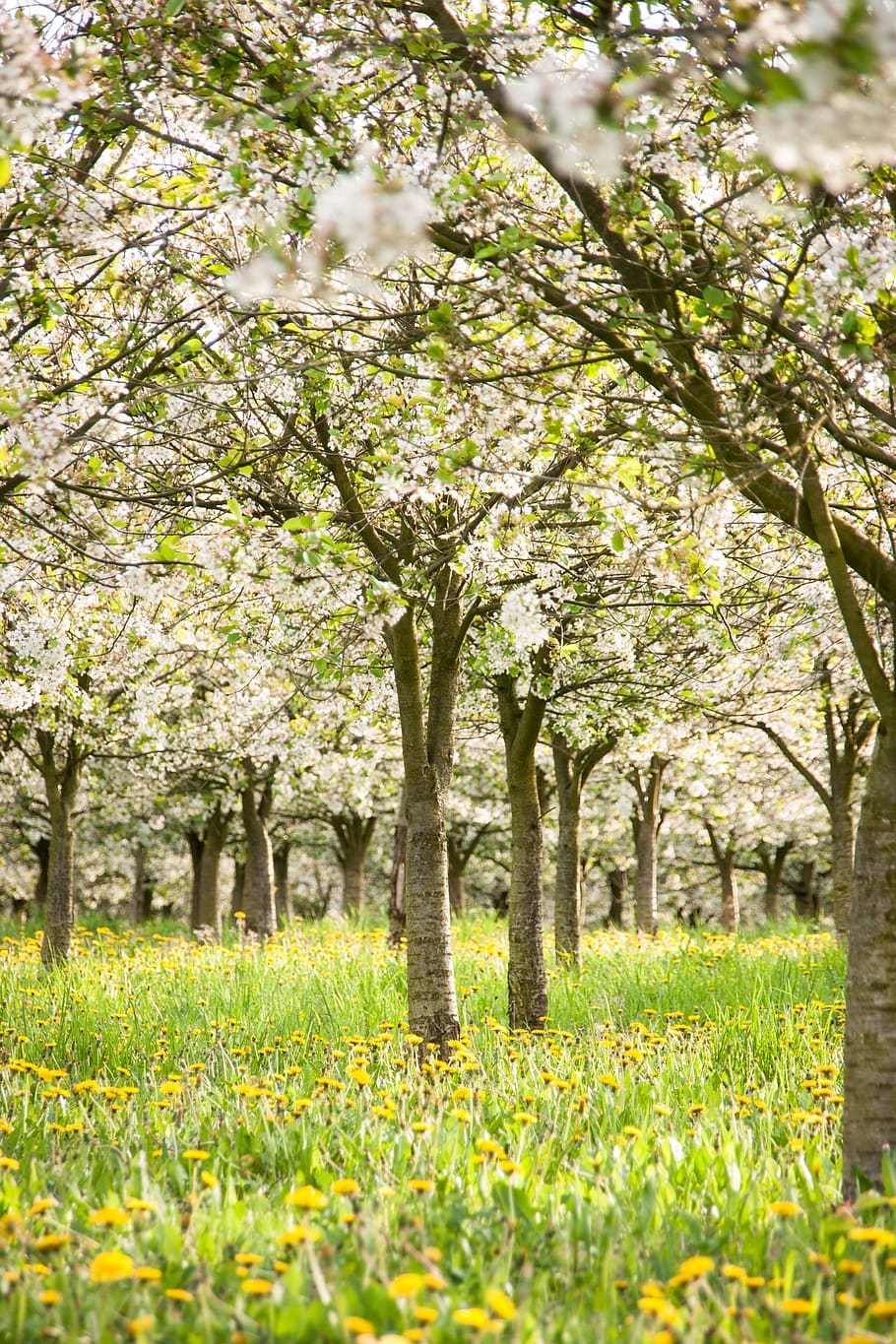 cherry trees, cherries, spring, blossom, bloom, nature, plantation HD wallpaper
