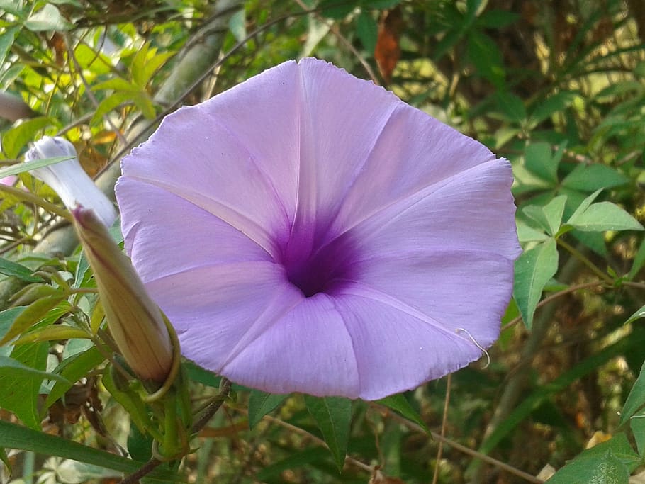 india, indore, plant, freshness, beauty in nature, vulnerability HD wallpaper
