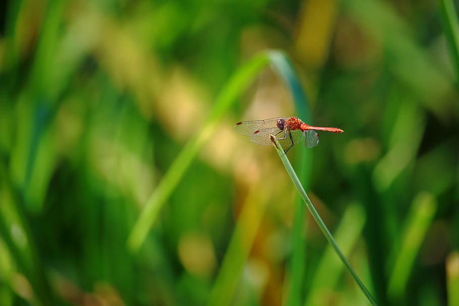 red dragonfly, grass, insect, nature, animal, wing, summer HD wallpaper