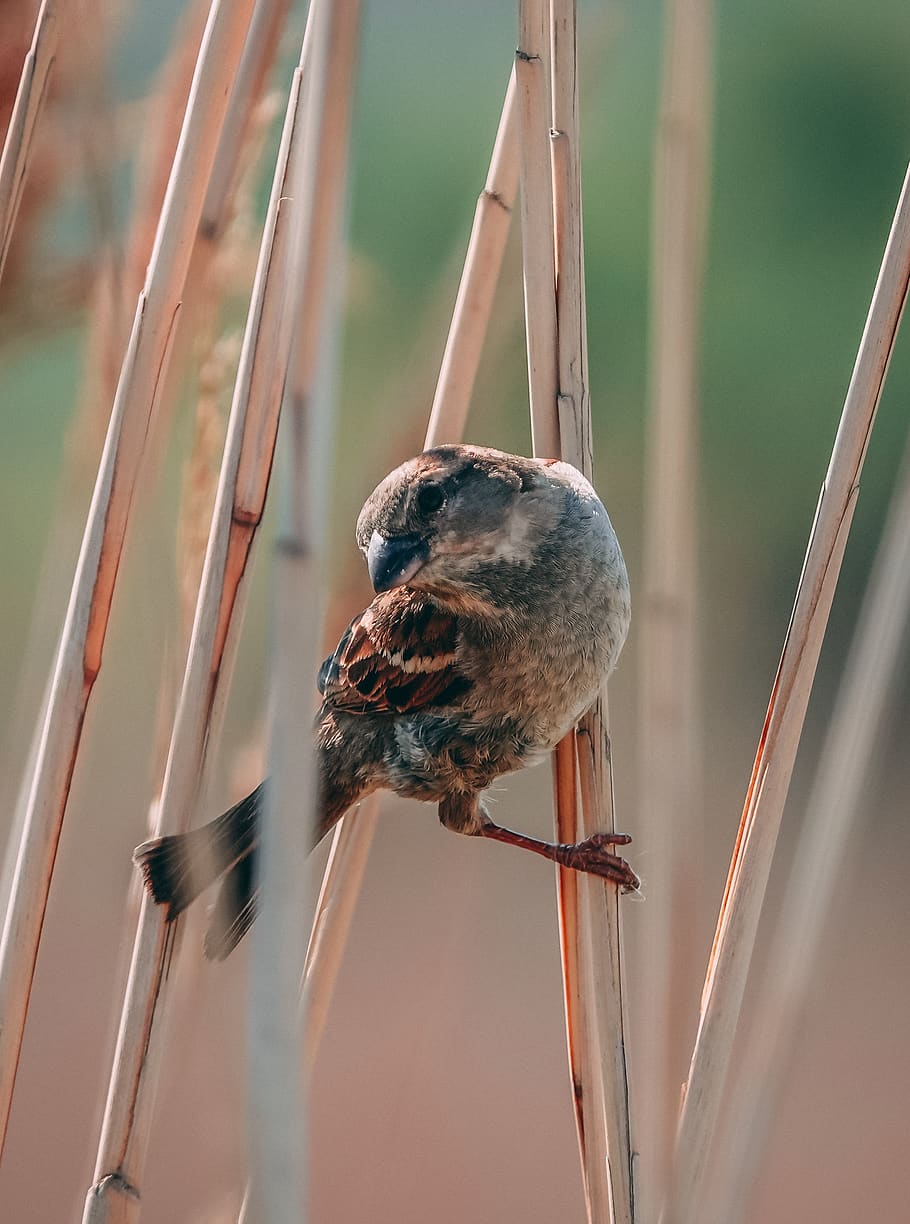 sparrow, macro, close up, bird, animal, nature, feathers, one animal HD wallpaper