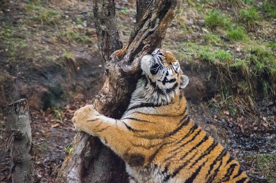 yorkshire wildlife park, united kingdom, branton, tiger, tree, HD wallpaper