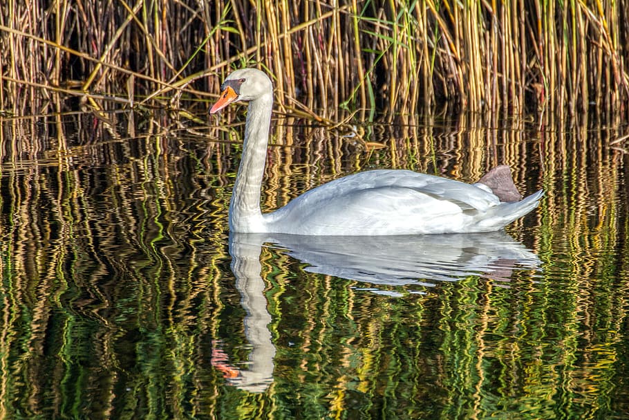 mirroring, mirror image, water reflection, swan, swans, water bird HD wallpaper