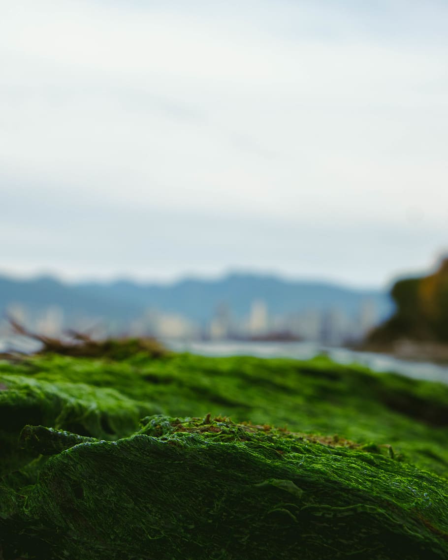 canada, vancouver, green color, plant, sky, beauty in nature HD wallpaper
