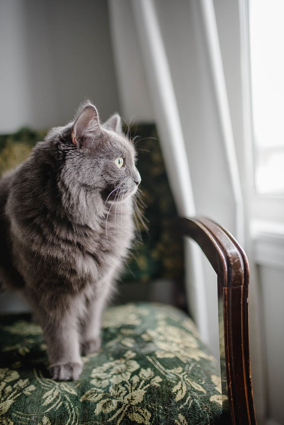 grey Persian cat sitting on padded chair, furniture, animal, mammal, HD wallpaper