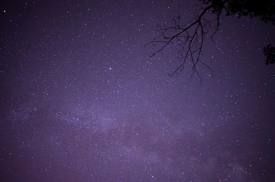 stars, night sky, star - space, tree, beauty in nature, astronomy HD wallpaper