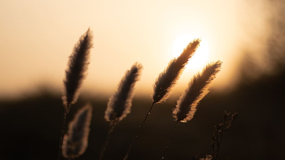 plant, grass, light, flare, sunlight, lawn, invertebrate, animal HD wallpaper