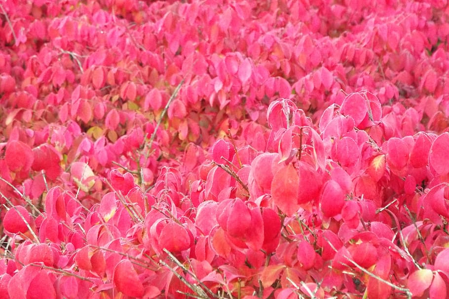 fire, bush, red, nature, leaves, flower, flowering plant, pink color HD wallpaper