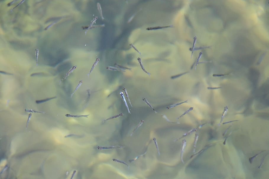 fish, spawn, young animals, water, no people, backgrounds, full frame, HD wallpaper