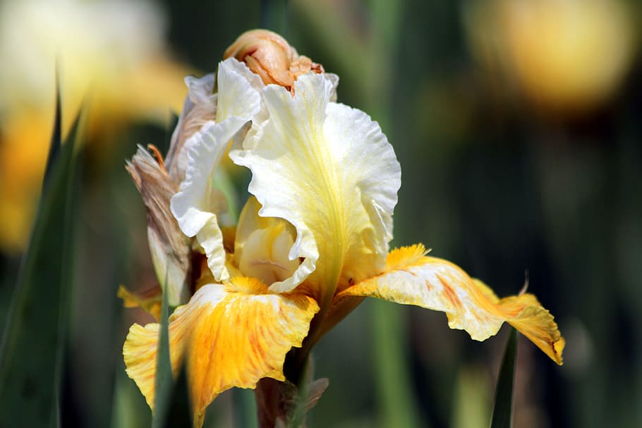 iris, flower, spring flower, beautiful, nature, garden flowers HD wallpaper