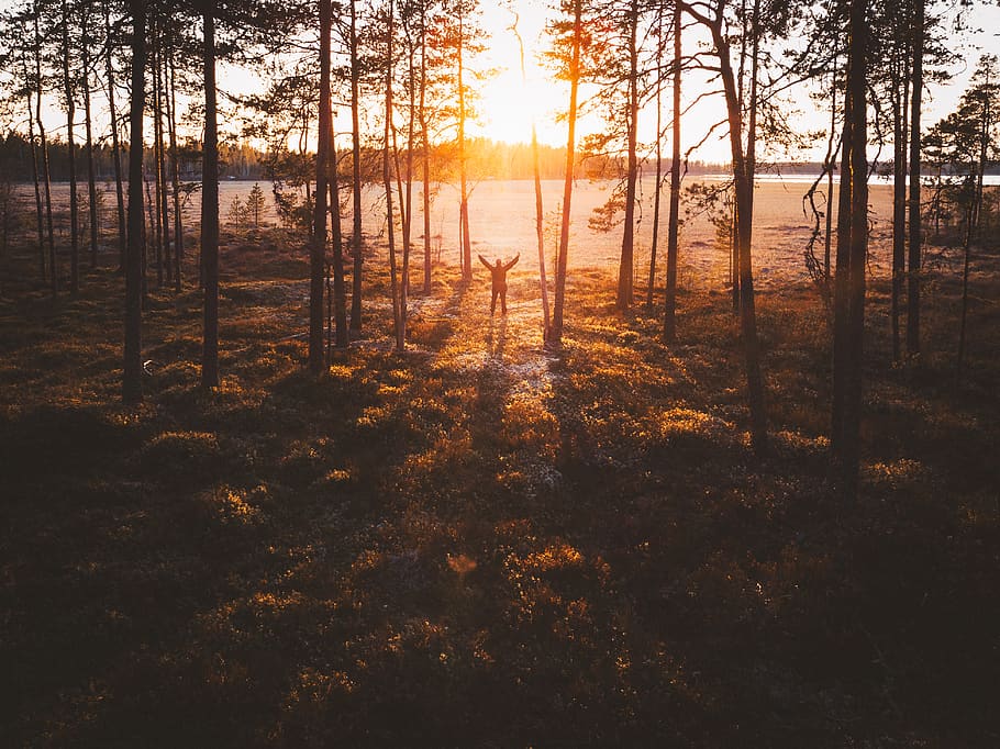 tree, sunset, land, sunlight, plant, sky, tranquility, tranquil scene HD wallpaper