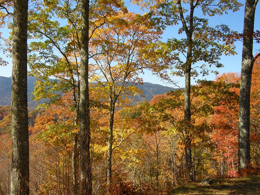 maple trees under clear blue sky, forest, outdoors, land, flora HD wallpaper