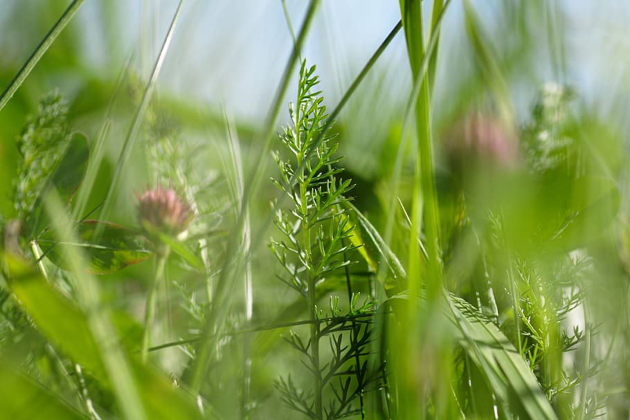 grass, field, meadow, nature, landscape, green, rural, summer HD wallpaper