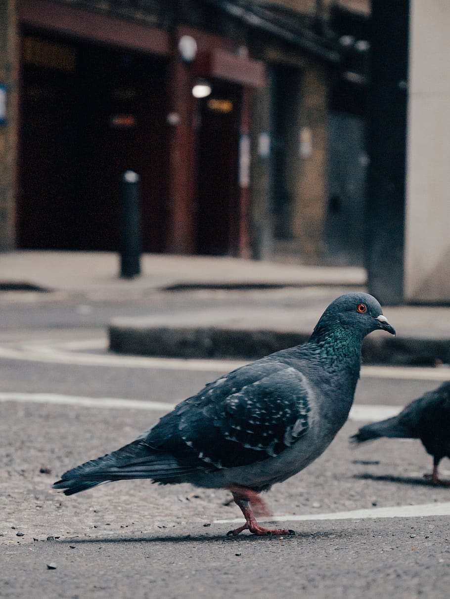 rock dove on street, animal, bird, pigeon, beak, pet, symbol, HD wallpaper