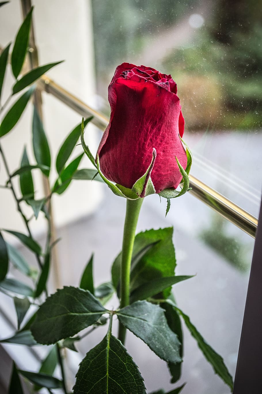 rose, bud, flower, red, flora, flowering plant, beauty in nature HD wallpaper