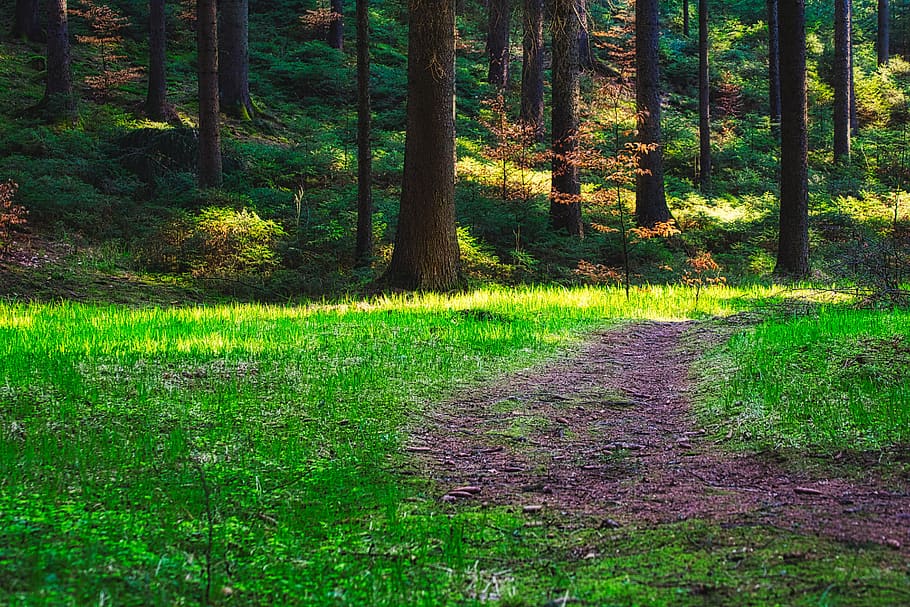 forest, trees, glade, landscape, nature, path, secret, light HD wallpaper
