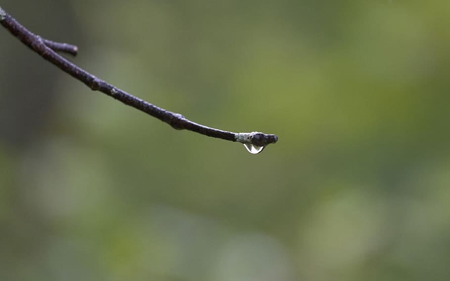canada, ottawa, jack pine trail, rain, drop, ontario, branch HD wallpaper
