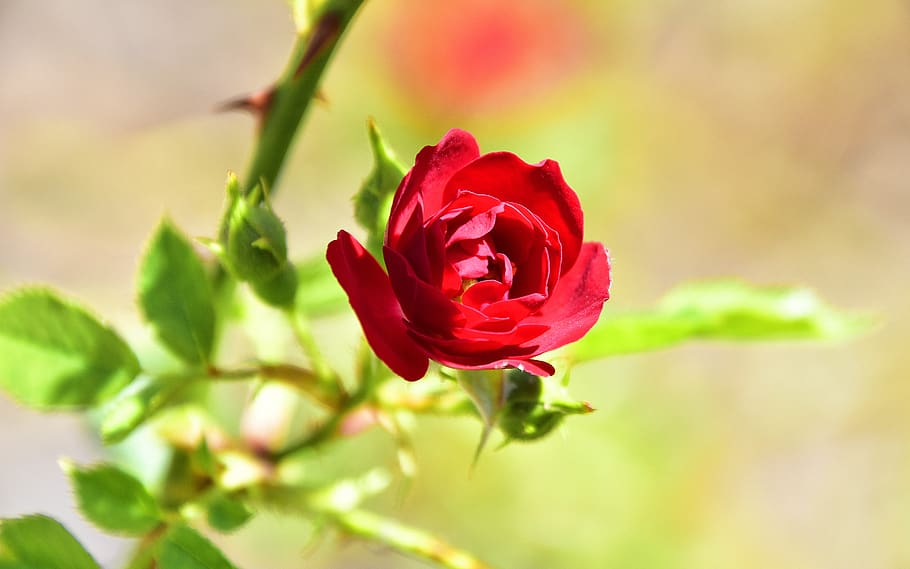 plants, garden, flora, nature, flowering, field, beauty in nature HD wallpaper