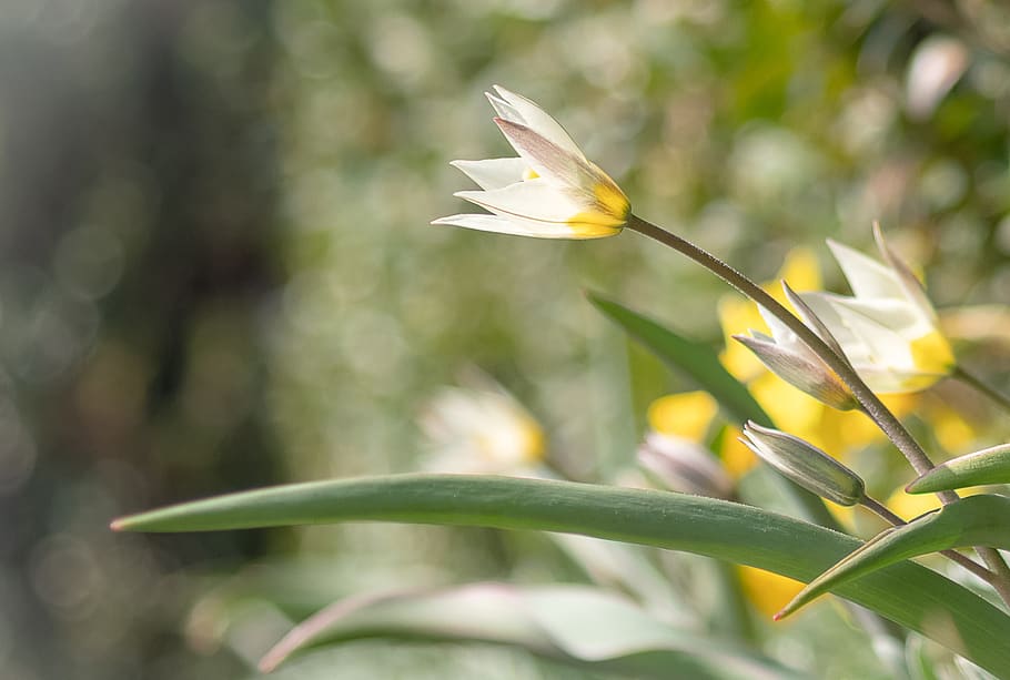 spring, sun, light, green, grass, sunshine, sunny, blossom HD wallpaper