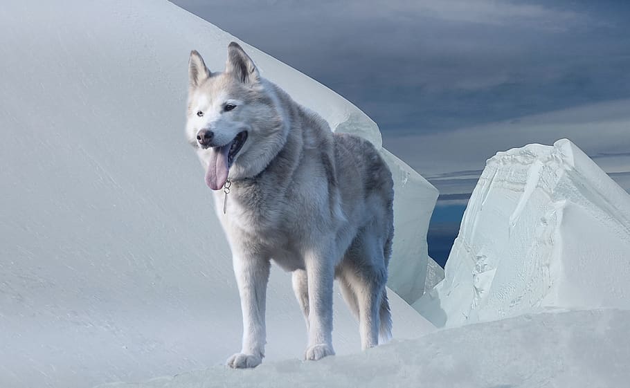 Alaskan Malamute on Snow-covered Ground, animal, canine, climate HD wallpaper