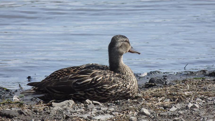 duck, river, animal, waterside, outdoor, bird, animals in the wild HD wallpaper
