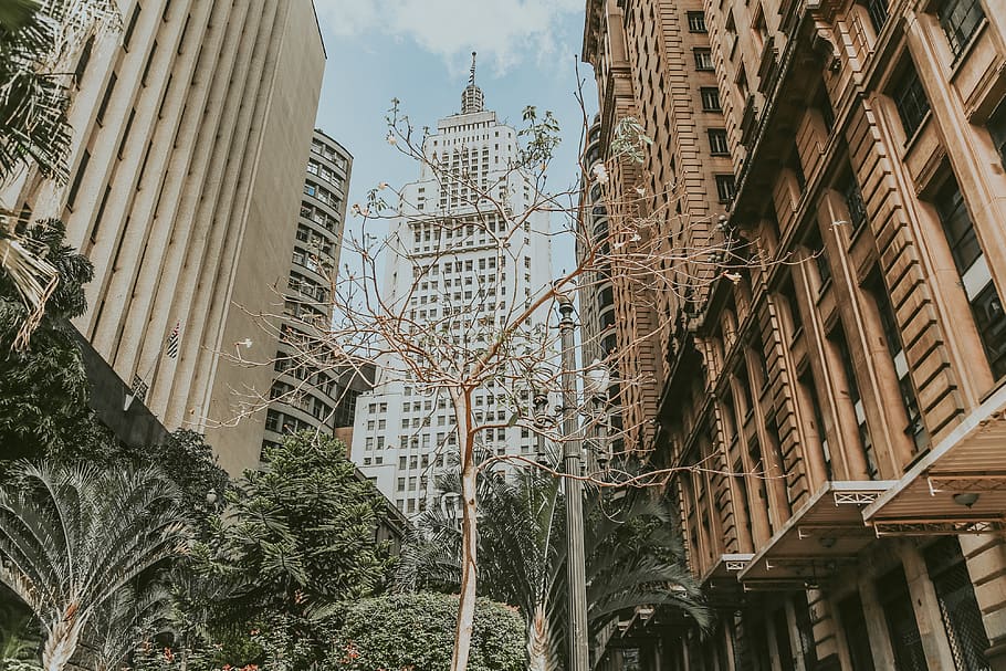 tree, plant, building, urban, steeple, spire, architecture HD wallpaper