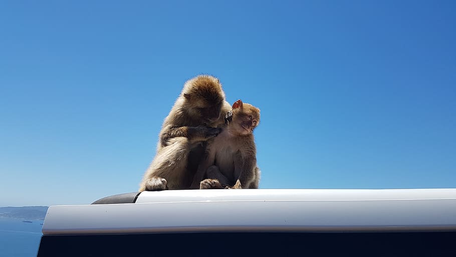 gibraltar, ape, rock, monkey, nature, tourism, travel, landscape HD wallpaper